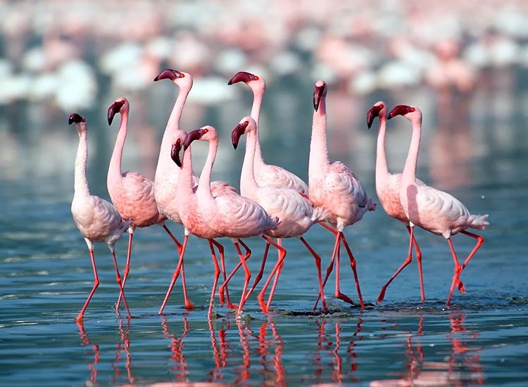 Kutch-Great