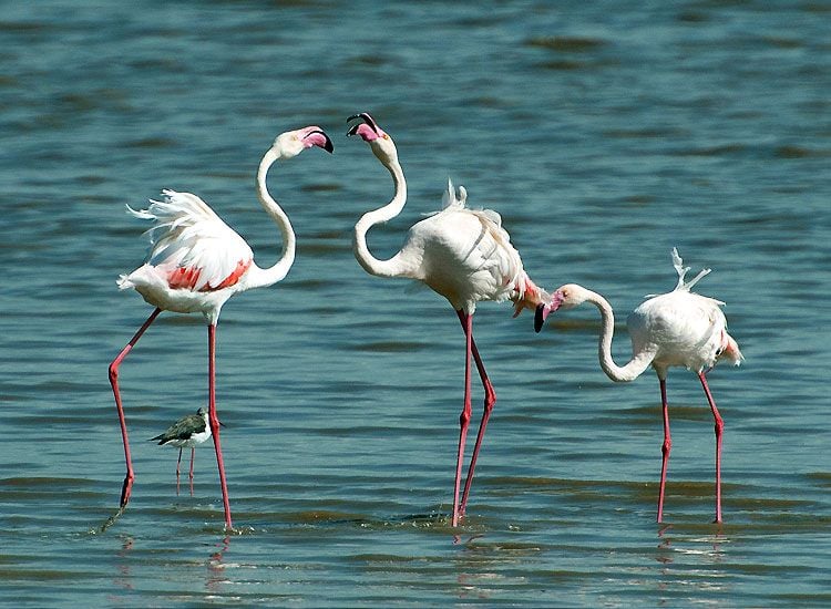 Nal-Sarovar-Bird