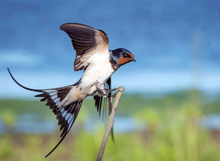 Nawabganj-Bird
