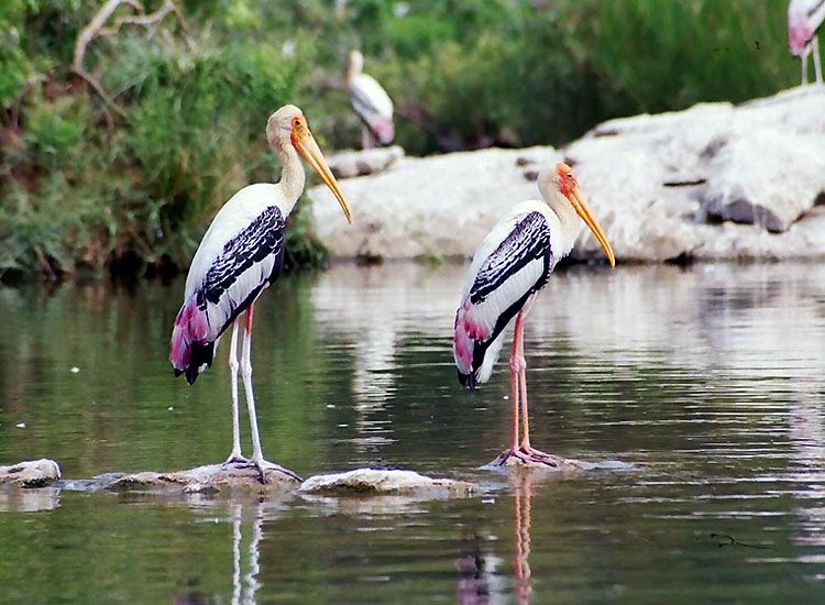 Ranganathittu-Bird