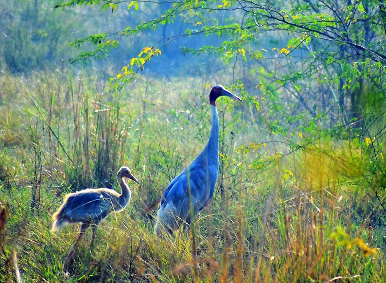 Salim-Ali-Bird