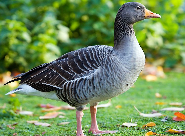 Samaspur-Bird-Sanctuary