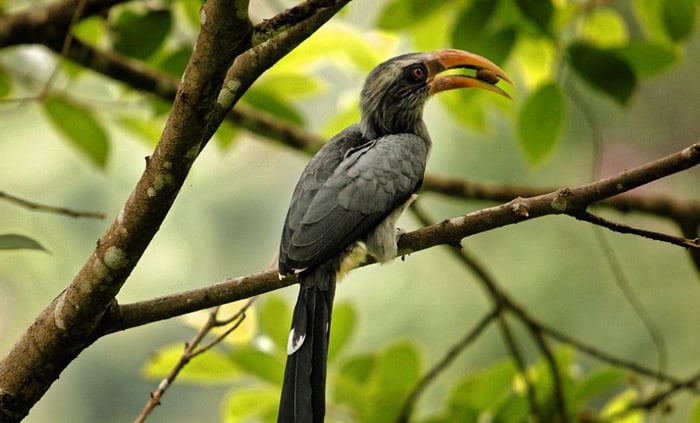 Thattekad Bird Sanctuary, Kerala