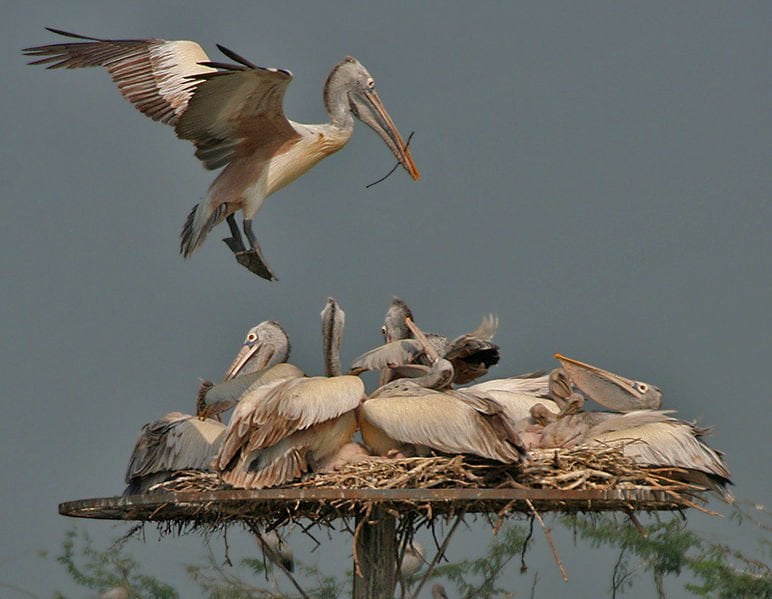 Uppalapadu Bird Sanctuary, Andhra Pradesh
