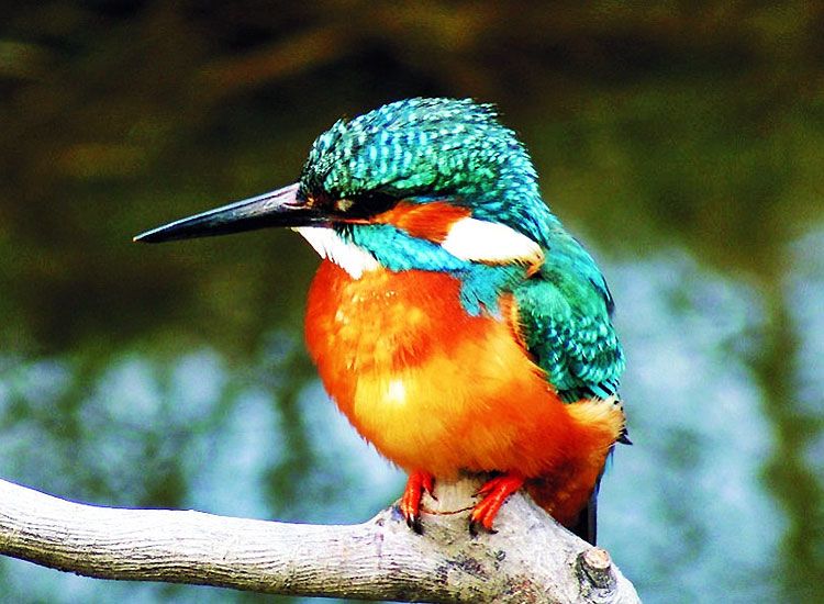 Vedanthangal-Bird