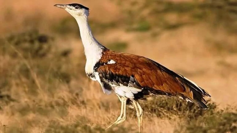 Jawaharlal Nehru Bustard Sanctuary Solapur, Maharashtra