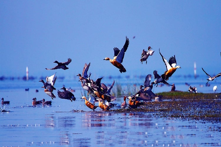 Chilika Lake Orissa