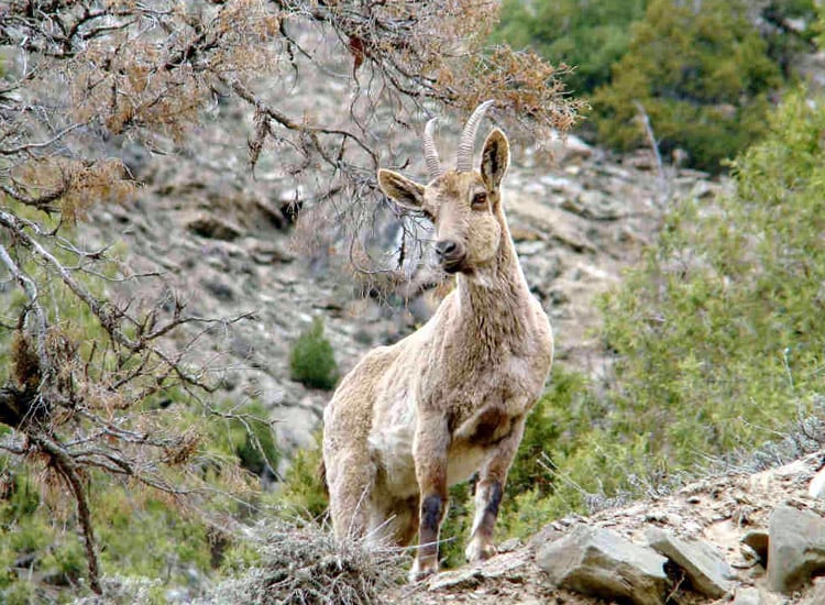 Forest-Ecosystems-Supporting-Wildlife