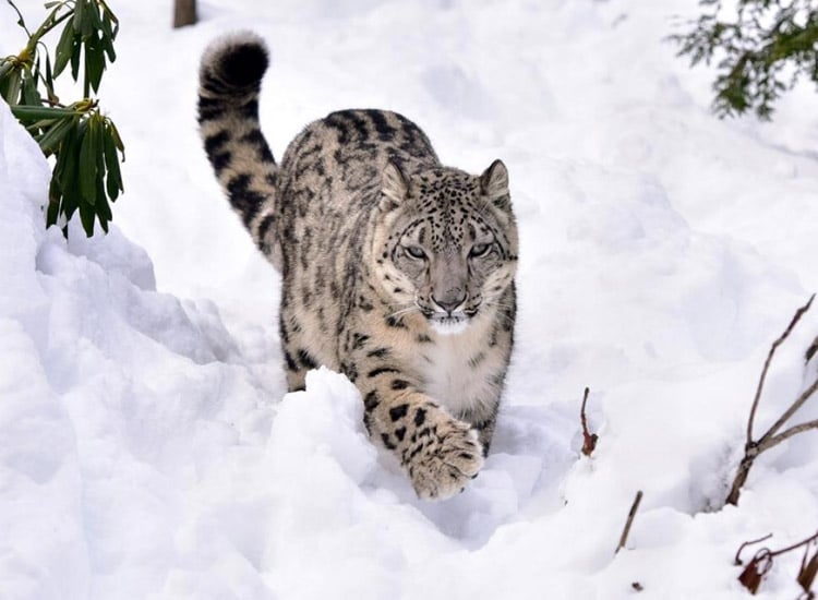 Introduction-to-Wildlife-in-Himachal-Pradesh
