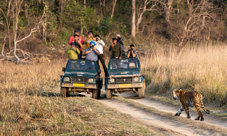 Camping in Jim Corbett, Uttarakhand