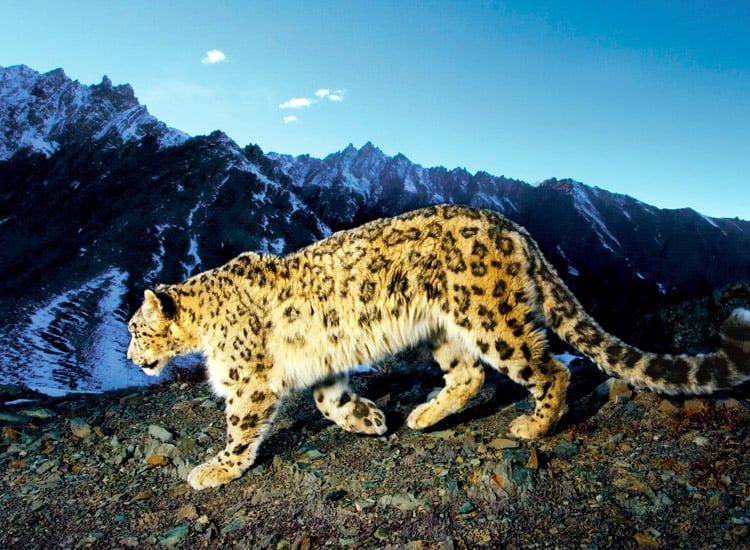 National-Parks-in-Himachal-Pradesh