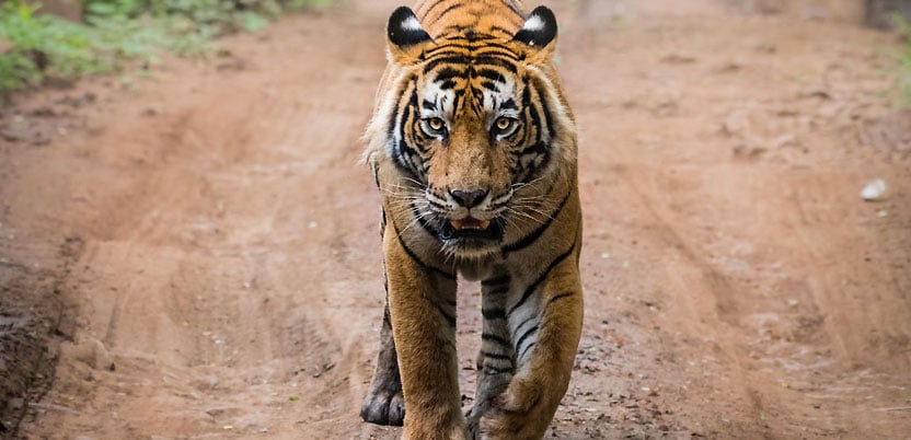 Sariska in Alwar is one of the best places to visit near Delhi for wildlife vacation