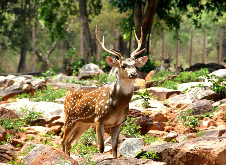 Wildlife-Sanctuaries-in-Himachal-Pradesh