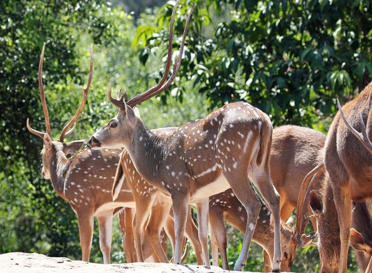 Kalatop Wildlife Sanctuary