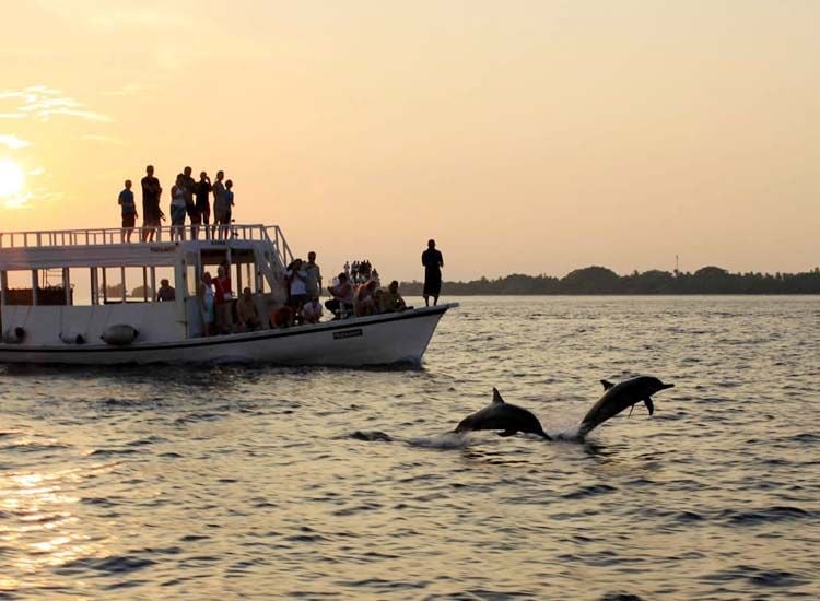 Whale and Dolphin Watching