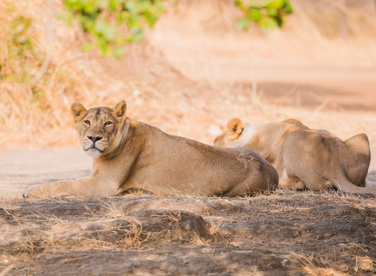Safari-at-Gir-National-Park