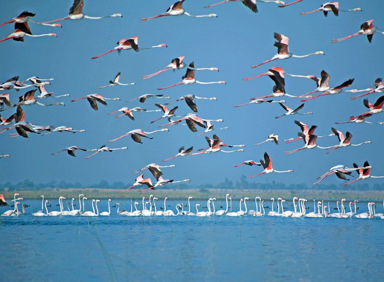 Nalsarovar Bird Sanctuary