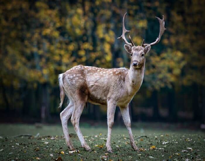 Deer Park