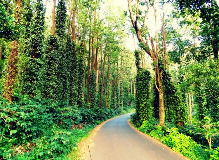 Loop Road