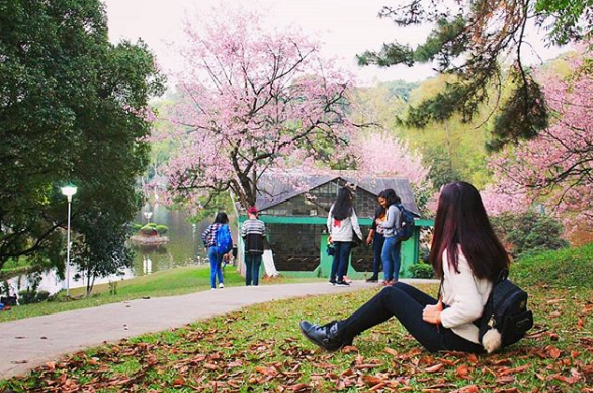 shillong flowershows