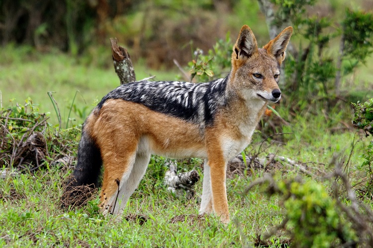 Balaram Ambaji Wildlife Sanctuary