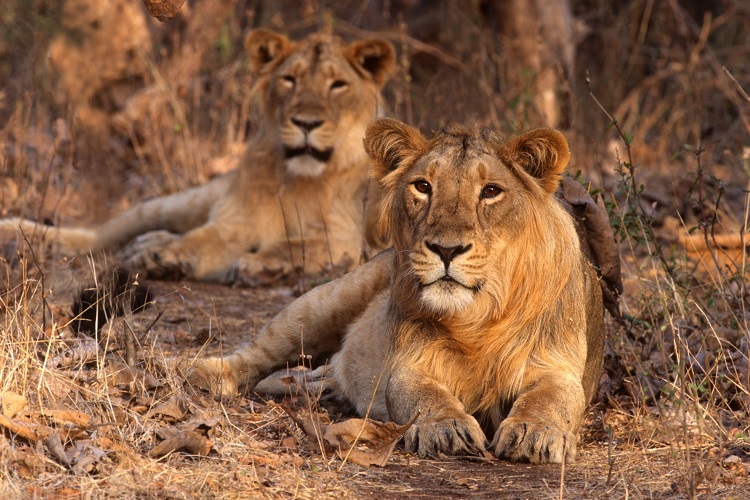 Gir Wildlife Sanctuary & National Park 
