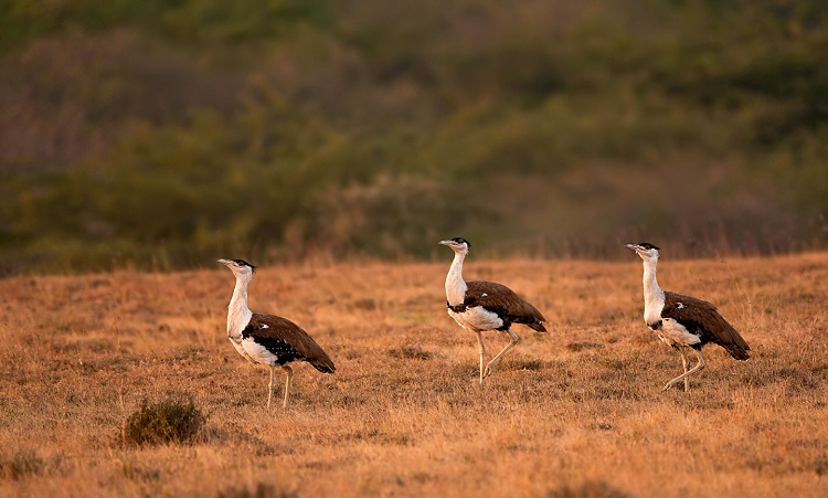 Kutch Bustard Sanctuary