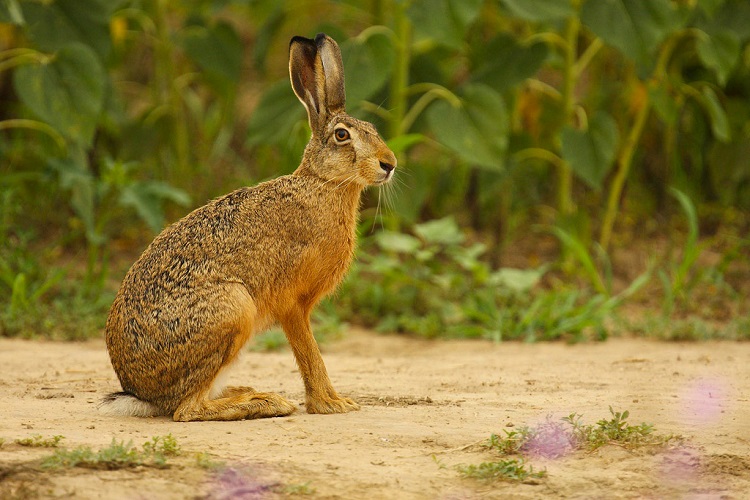 Kutch Desert Wildlife Sanctuary