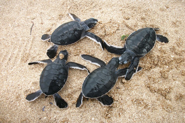 Marine National Park & Wildlife Sanctuary