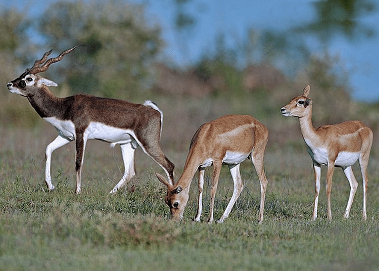 Narayan Sarovar Sanctuary