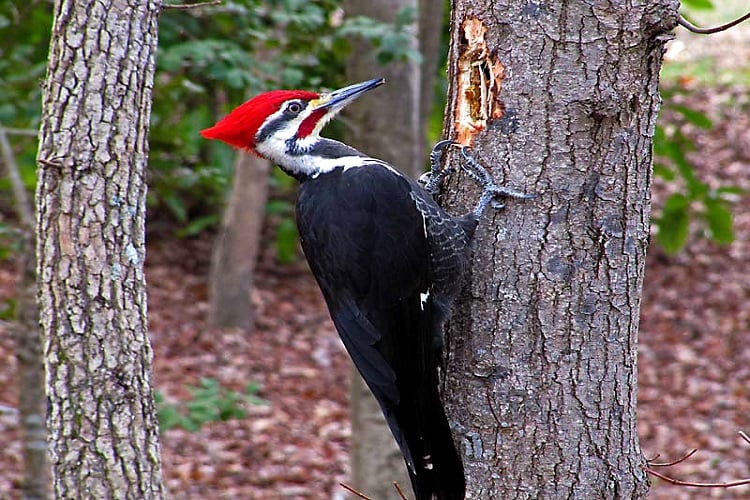 Purna Wildlife Sanctuary