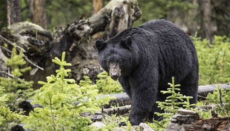 Ratanmahal Sloth Bear Sanctuary