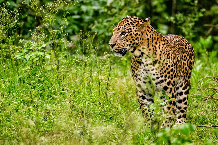 Shoolpaneshwar Wildlife Sanctuary