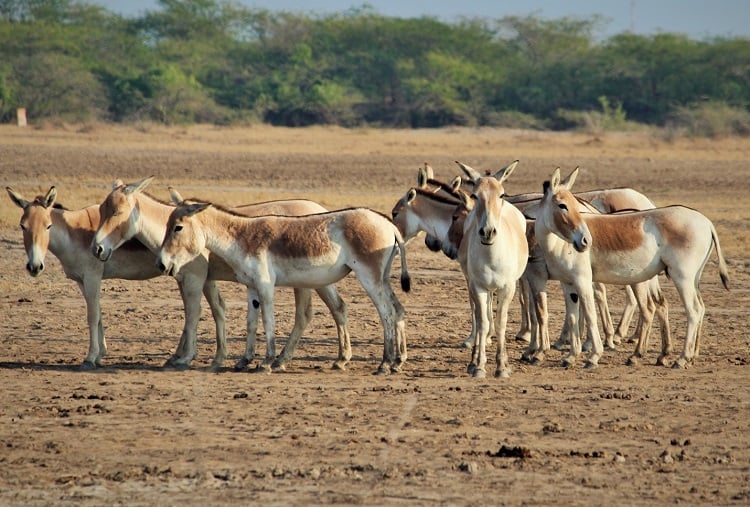 Wild Ass Sanctuary