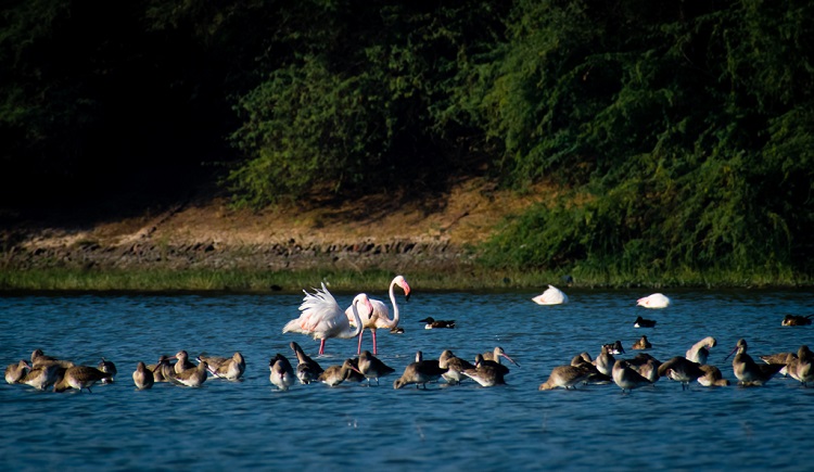 Thol Wildlife Sanctuary