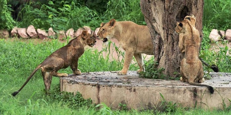 Nawab Wajid Ali Shah Zoological Garden