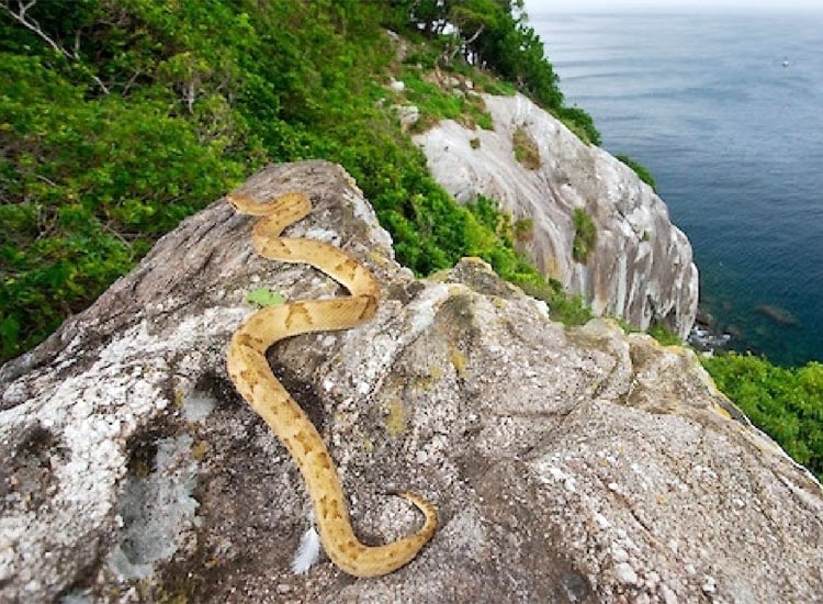 The Scary Snake Island, Brazil