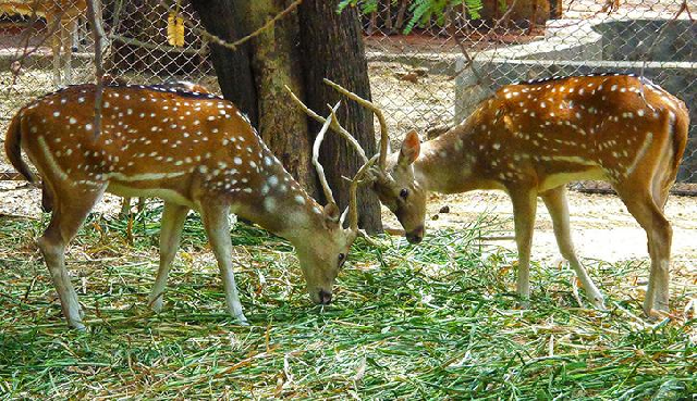 deer-park