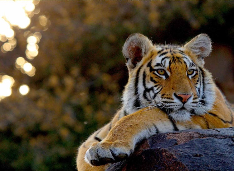 Zoological Park in Delhi