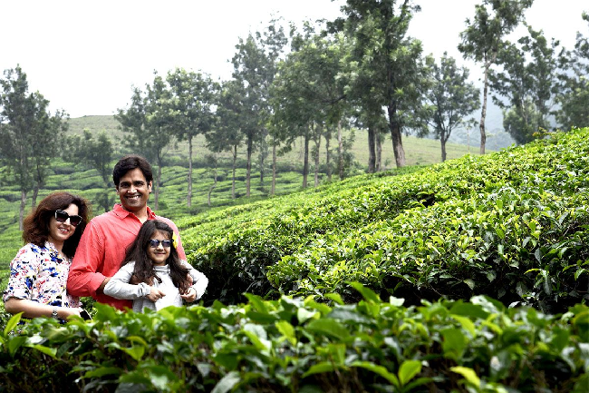 tea garden in munnar in june