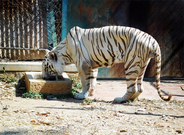 Banerghatta National Park near Bangalore