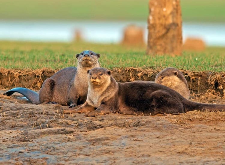 Cauvery Wildlife Sanctuary