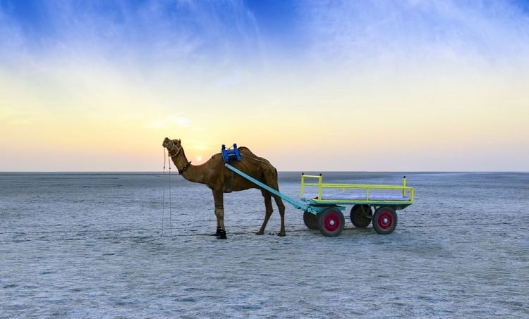 Little rann of kutch