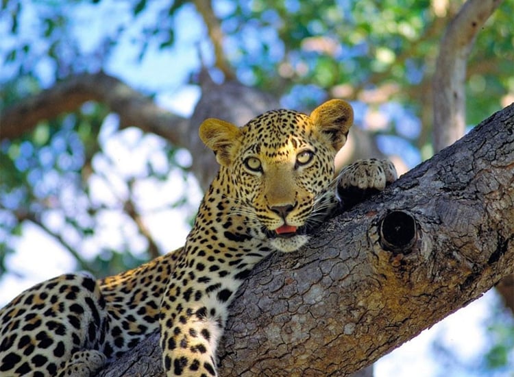 Nagarhole National Park in Karnataka