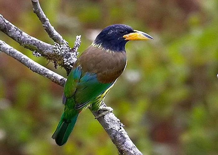 Deoban in Chakrata