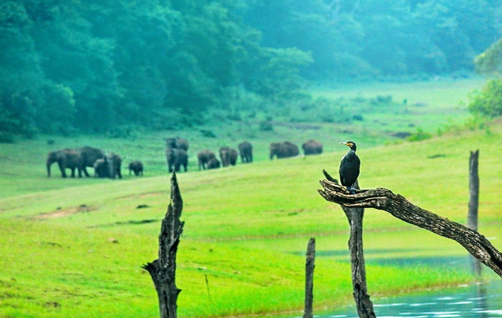 places-to-visit-near-chennai-thekkady