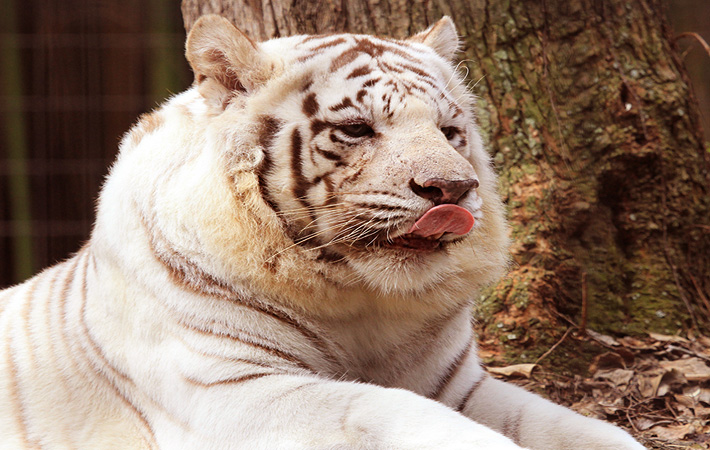 places-to-visit-near-chennai-with-family-Arignar-Anna-Zoological-Park