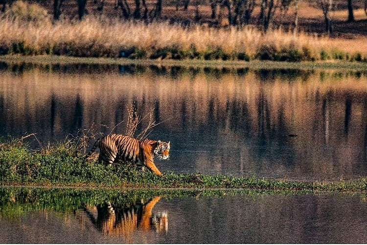 Sundarbans