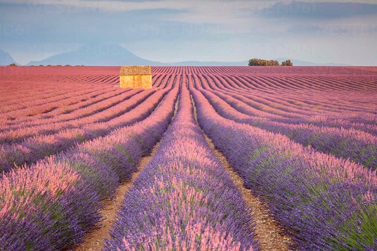 Plateau de Valensole, Alpes de Haute-Provence, France