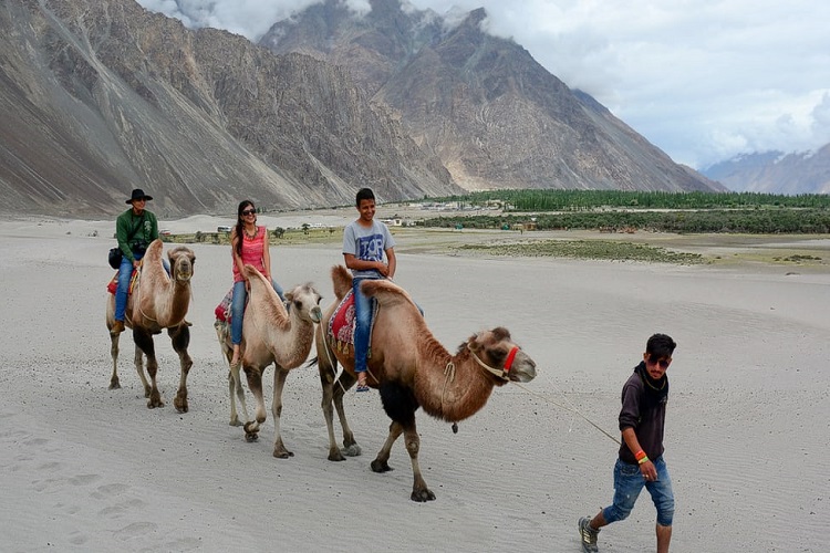 Ride a Camel in Nubra Valley